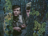 В лесах под Ковелем
