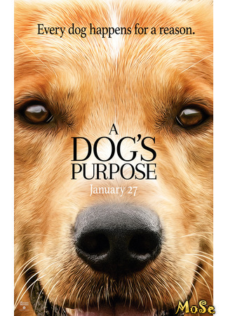 кино Собачья жизнь (A Dog&#39;s Purpose) 21.11.20